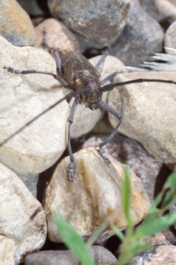 Uzun antenleri ile beetle