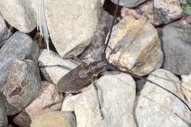 Uzun antenleri ile beetle