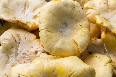 Çimlerin üzerine chanterelles