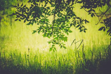 yeşil çimen ve ağaç dalı