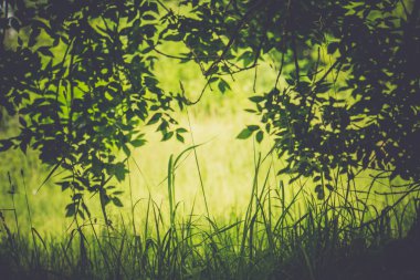 yeşil çimen ve ağaç dalı