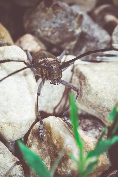 Beetle with Long Antennae Retro — Stock Photo, Image