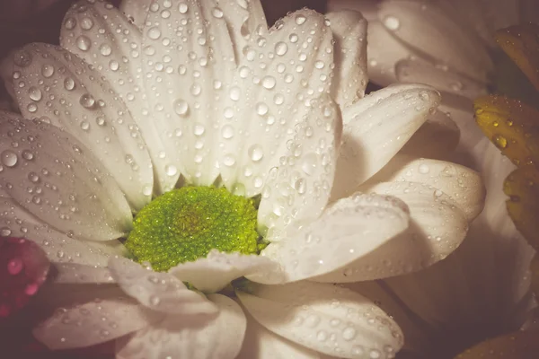 Chamomile Close Up Retro — Stock Photo, Image