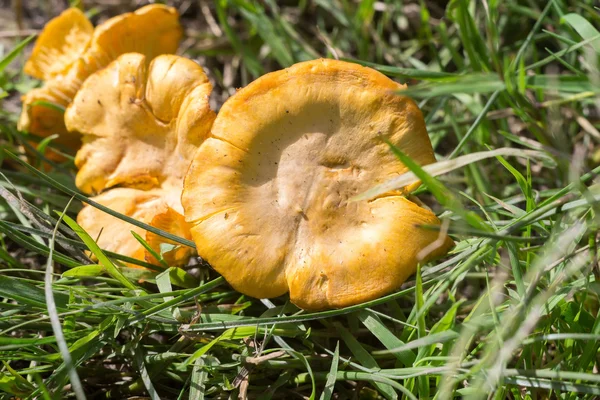 Cantharellen op het gras — Stockfoto