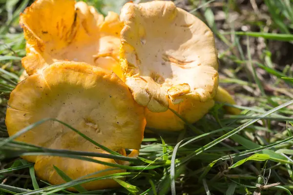 Cantharellen op het gras — Stockfoto