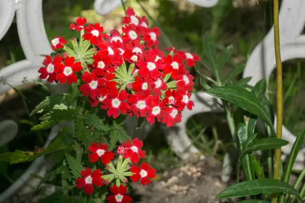 Röd blomma i trädgården — Stockfoto