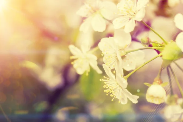 Fiore bianco in primavera Vintage — Foto Stock