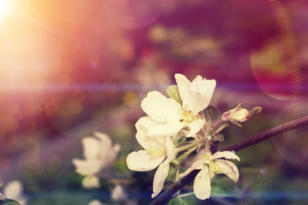 Witte bloei in voorjaar Vintage — Stockfoto