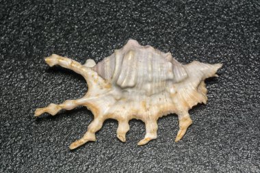 Büyük çivili Seashell