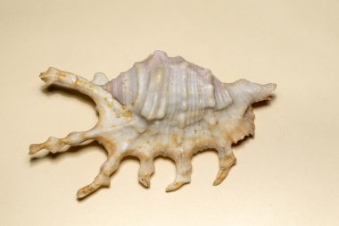 Büyük çivili Seashell