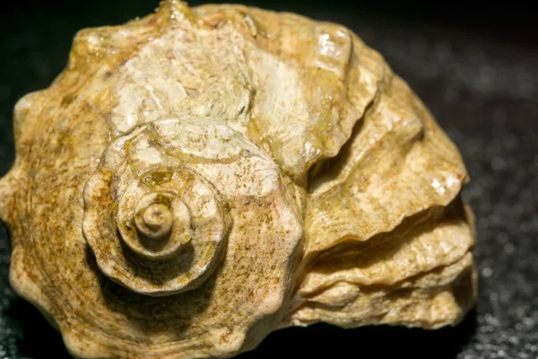 Concha de mar marrón grande —  Fotos de Stock