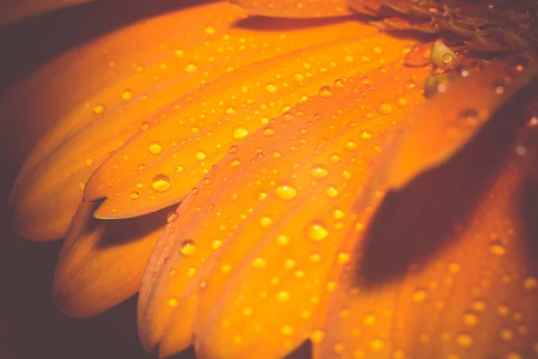 Orange Gerbera Macro Retro — Stock Photo, Image