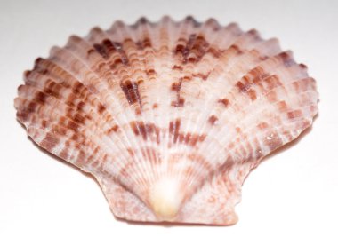 Tarak Seashell makro