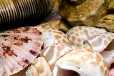 Seashell arka plan makro