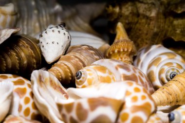 Seashell arka plan makro
