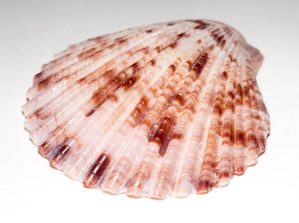 Capesante Seashell Macro — Foto Stock