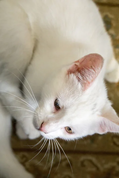 Vit katt makro — Stockfoto