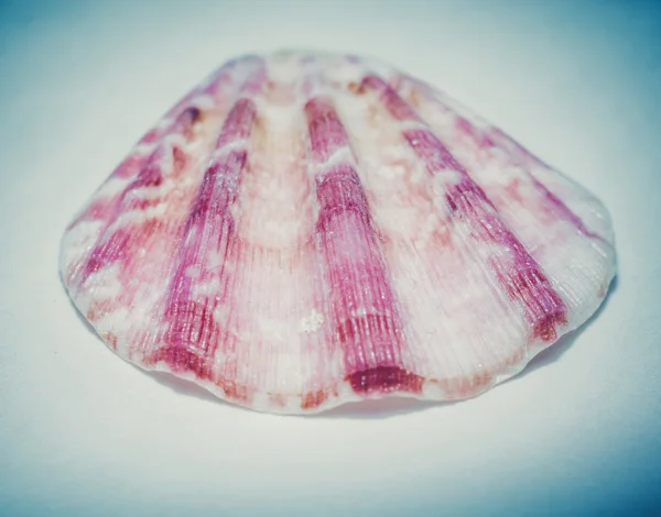 Capesante Seashell Macro — Foto Stock