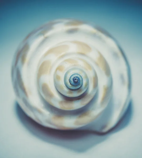 Spotted Shell Macro — Stock Photo, Image