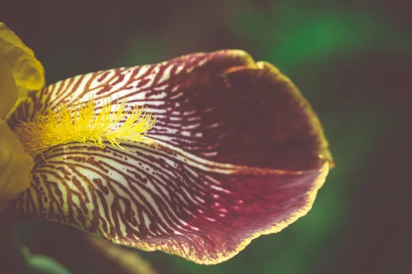 Iris jaune fleur — Photo