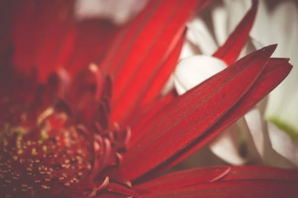 レトロな赤いガーベラ マクロ — ストック写真