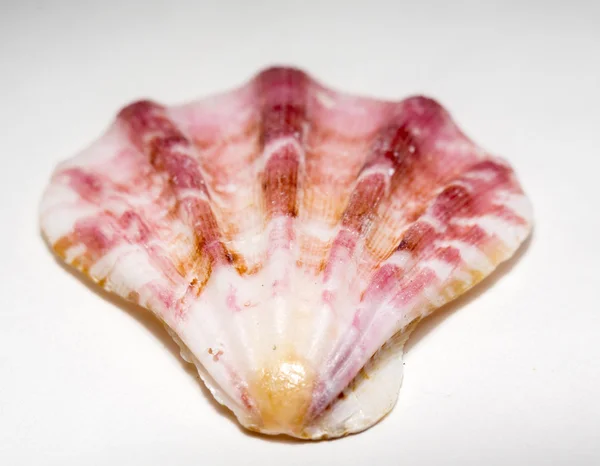 Scallop Seashell Macro — Stock Photo, Image