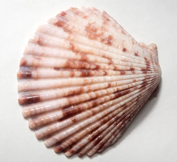ホタテの貝殻のマクロ — ストック写真