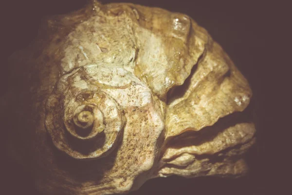 Stora bruna Seashell filtreras — Stockfoto