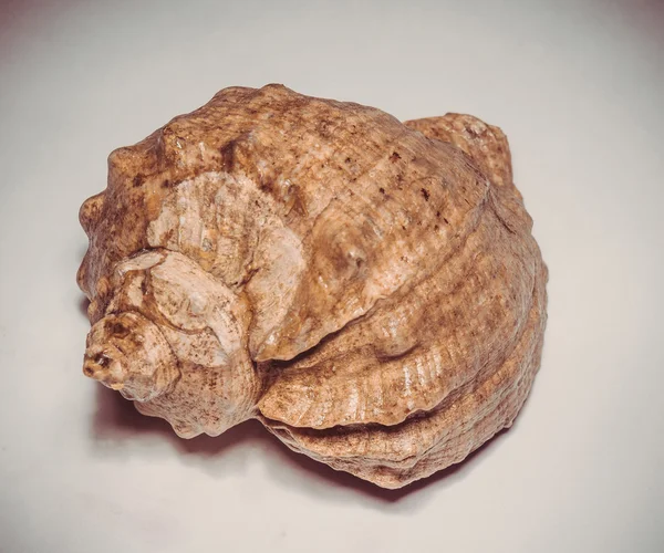 Büyük kahverengi Seashell filtre — Stok fotoğraf