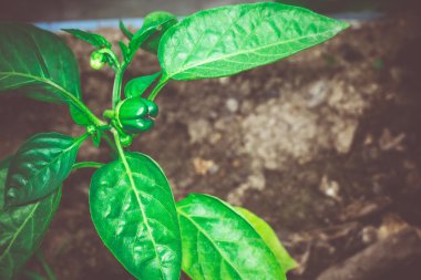 Yeşil biber fideleri