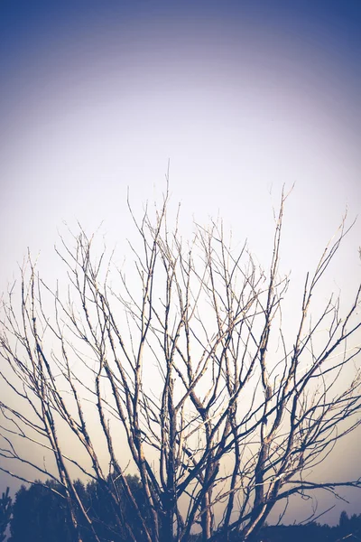 Gamla döda trädet filtreras — Stockfoto