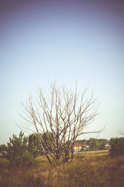 Vecchio albero morto filtrato — Foto Stock