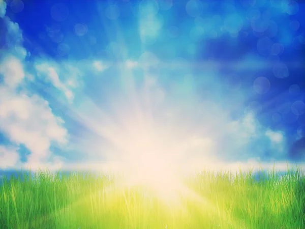 Sunny Grass Field — Stock Photo, Image