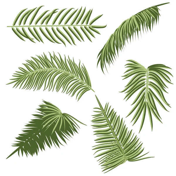 Feuilles de palmier vert — Image vectorielle