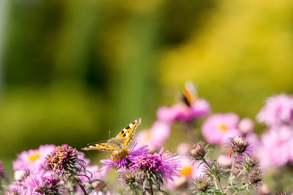 Flores cor de rosa com borboleta — Fotografia de Stock