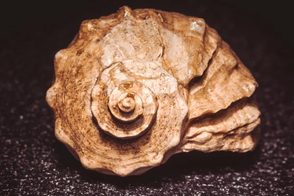 Velké hnědé Seashell filtrované — Stock fotografie