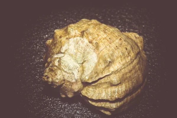 Big Brown Seashell Filtrat — Fotografie, imagine de stoc
