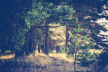 Çam ormanı sabahları filtre