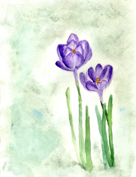 Crocus Flores Pintura —  Fotos de Stock