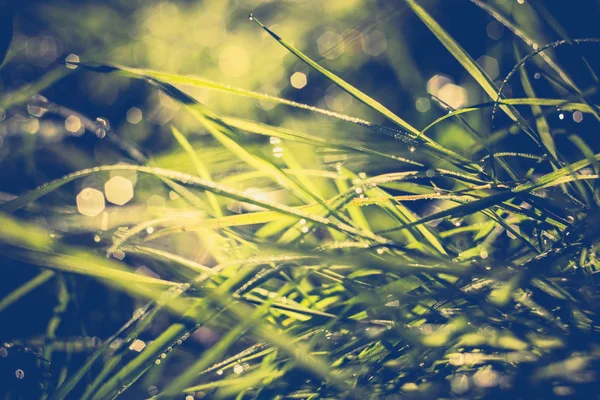 Morgon gräs makro Retro — Stockfoto