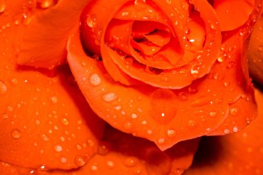 Damlacıkları makro ile turuncu gül