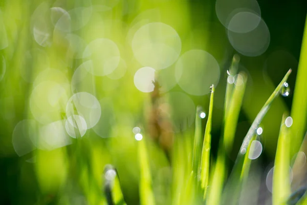 Morning Grass — стоковое фото