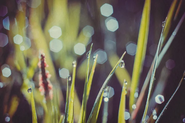 Morning Grass Macro Retro — Stock Photo, Image