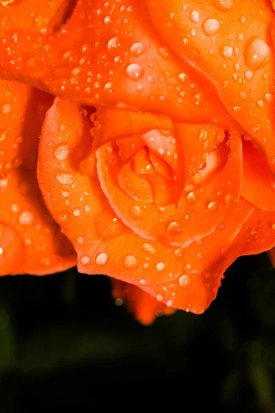 Rosa arancione con goccioline Macro — Foto Stock