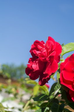 tırmanma kırmızı gül