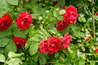 tırmanma kırmızı gül