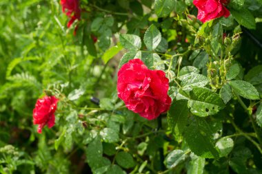 tırmanma kırmızı gül