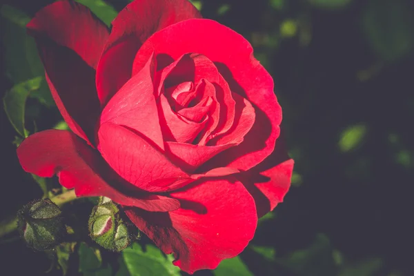 Czerwony wspinaczka Rose Retro — Zdjęcie stockowe