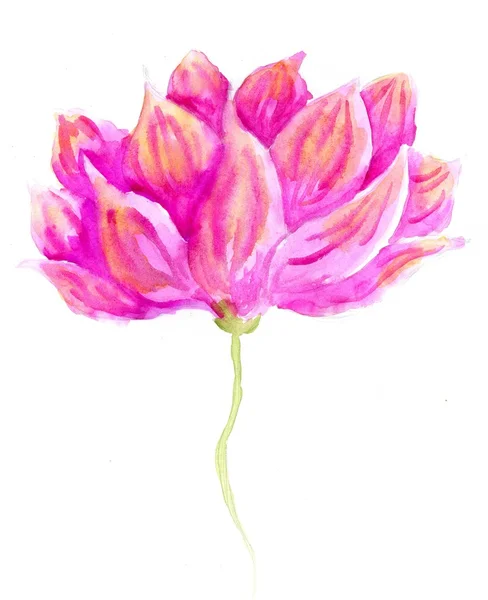 Lotus çiçeği suluboya — Stok fotoğraf