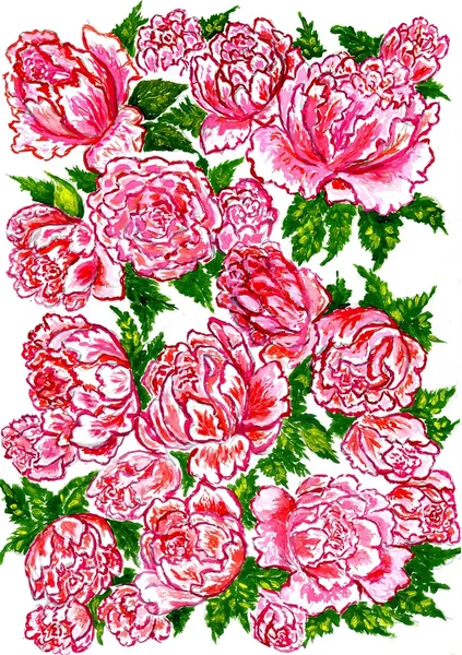 Акварель розовых пионов — стоковое фото